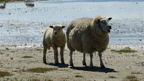 Free Images Nature Wildlife Herd Sheep Mammal Two Wool Fauna