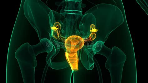 Anatomie Van Vrouwelijke Inwendige Organen Stock Illustratie Illustration Of Bekken Kanker