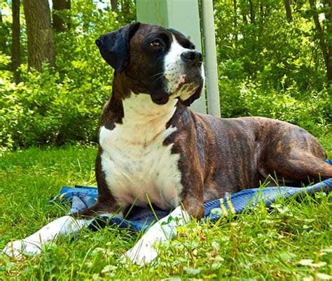 Reverse Brindle Boxer Everything You Need To Know Zooawesome