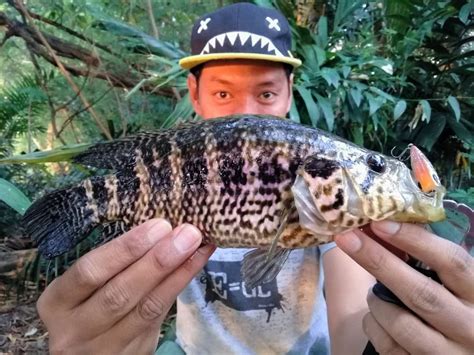 Maybe you would like to learn more about one of these? Resepi 2 Kilo Ikan Kembung Lemak Cili Padi Club / Resepi ...