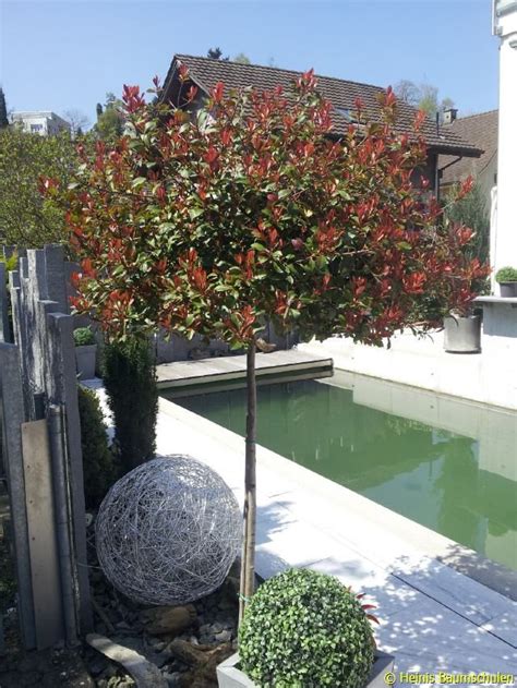 Gartenpflanzen günstig online kaufen auf garten schlüter de. Schweizer Versand Baumschule | Zierbäume, Baumschule ...