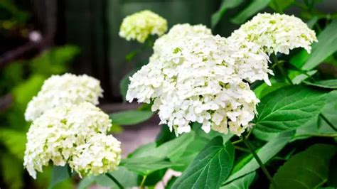 What Hydrangeas Grow In Zone 9 A Guide To Choosing The Right Varieties