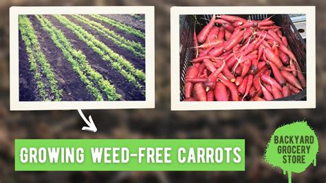 How To Prevent Weeds In Your Carrots YouTube