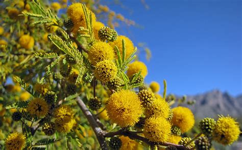 White Thorn Acacia Tree Tucson Arizona Searchnet Media Flickr