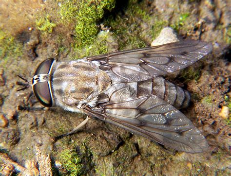 Filehorse Fly Tabanus 2 Wikimedia Commons