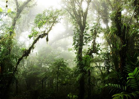 Cloud Forest Photograph By Nicklas Gustafsson Pixels