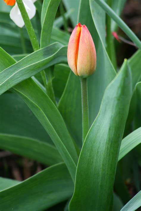 Delicate Tulip Bud Free Image Download