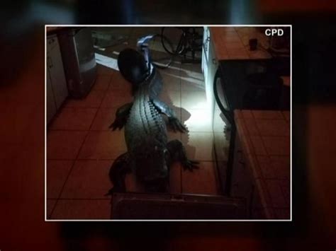 11 Foot Alligator Breaks Into Florida Womans Home