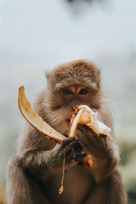 1366x768px Free Download Hd Wallpaper Monkey Eating Banana Close
