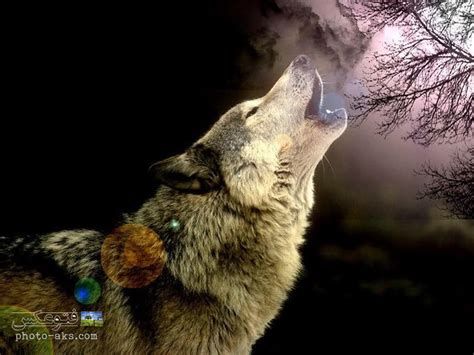 68 Howling Wolf Wallpaper