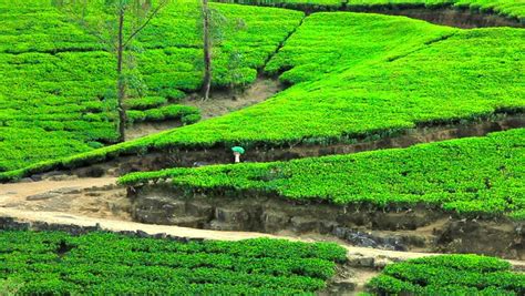 Beautiful Sri Lanka Tea Garden Mountains In Nuwara Eliya