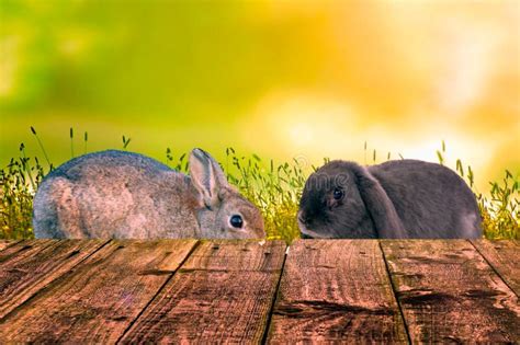 Two Little Rabbits Stock Image Image Of Classic Play 273059145