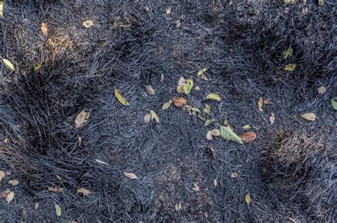 Burnt Ground After Fire Scorched Ground Stock Photo Image Of Soil