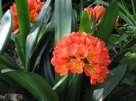 Is endemic to table mountain, which overlooks cape town in south africa. Pin on Gardening