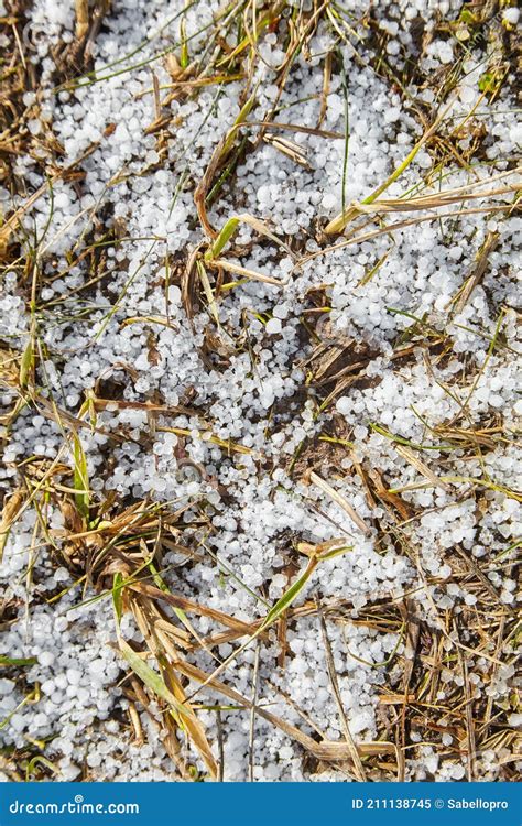 Snow Pellets Graupel Or Soft Hail On Grass Form Of Precipitation