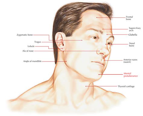 Protuberance Anatomy Anatomical Charts And Posters