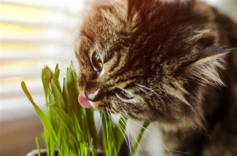 Learn the reasons cats throw up and how you can recognize if there is a problem or if it's normal behavior. Science Says This Is The Real Reason Why Cats Eat Grass - Cole & Marmalade