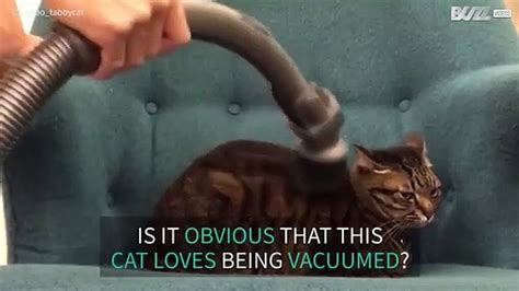 Cat Loves Being Vacuumed Video Dailymotion