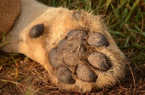 Can You Guess Who This Paw Belongs To Hint He Will Grow Up To Be Big