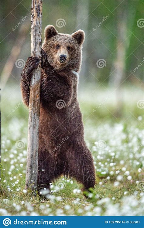 Brown Bear Cub Standing On His Hind Legs In The Summer Forest On The