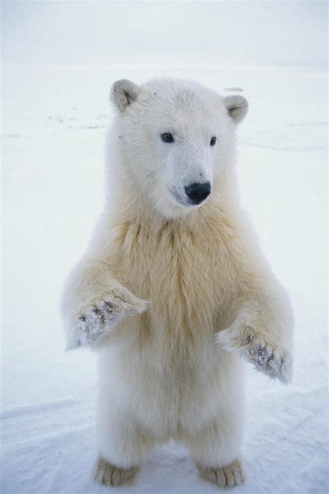 Polar Bear Stands Upright Near Kaktovik Photograph By Steven Kazlowski