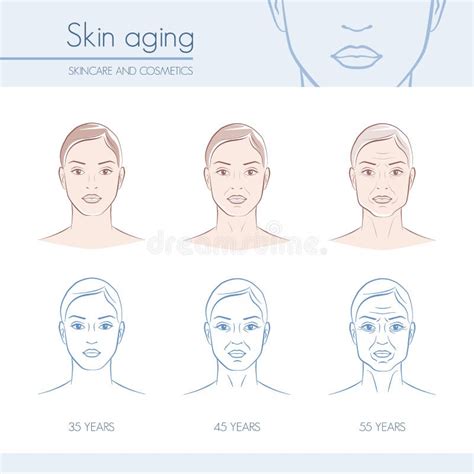 Aging Skin Process Stock Illustrations 668 Aging Skin Process Stock
