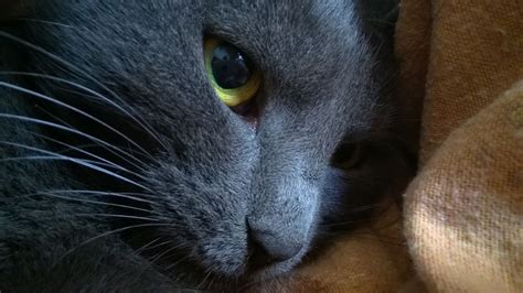 Wallpaper Nose Whiskers Russian Blue Black Cat Eye Fauna