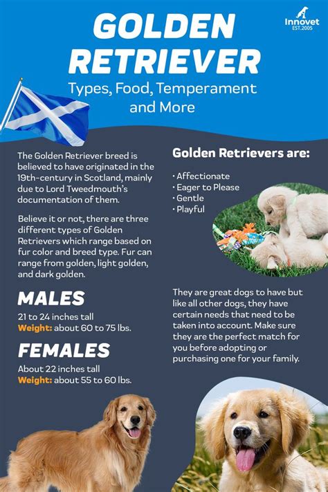 Golden Retriever Puppies 101 Types Food Temperament And More In