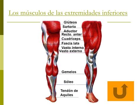 Sistema Muscular On Emaze