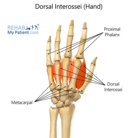 Dorsal Interossei Of The Hand Rehab My Patient