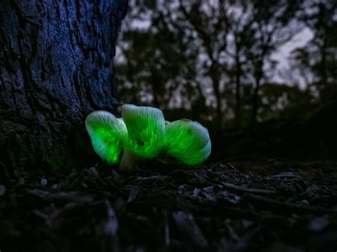Naturally Bioluminescent Mushroom Rmycology