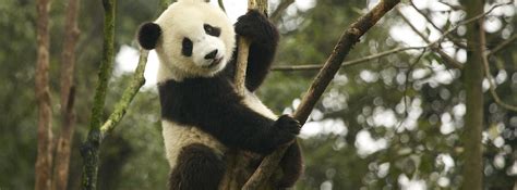 Panda No Longer ‘endangered In Iucn Red List Update Earth Journalism