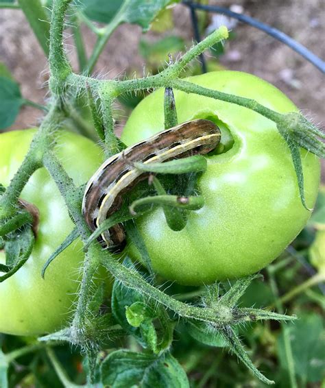 How to identify and control them. Tomato worm | Tomato worms, Worms, Tomato