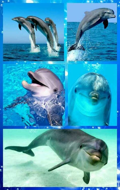 Dolphins Are Awesome And Graceful Dolphin Photos Dolphin Art