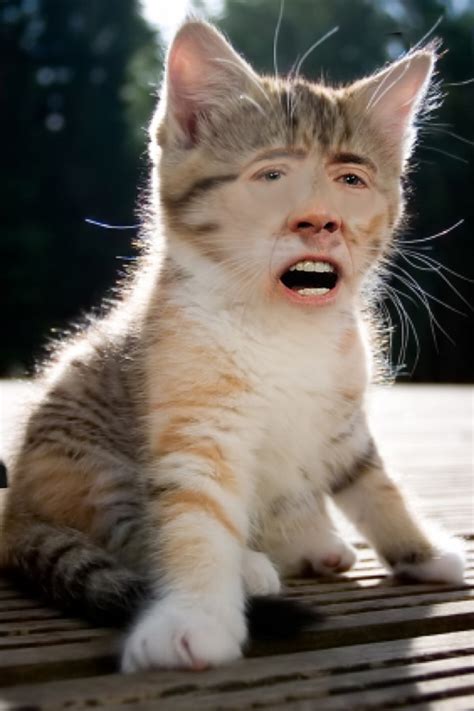 Cats With Nicolas Cages Face