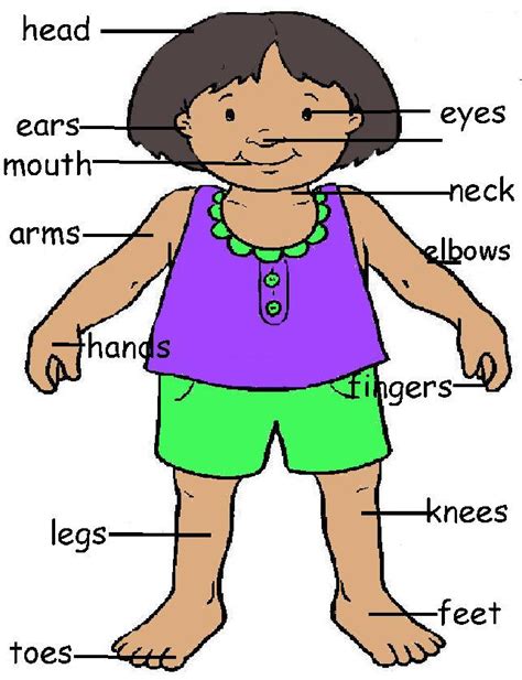 Picture Of The Body Parts