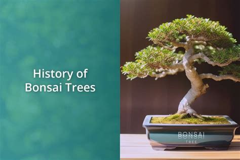History Of Bonsai Trees Bonsai Bonsai Tree