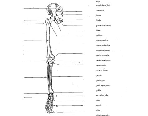 Lower Limb Skeletal Anatomy