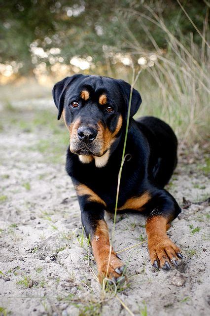 Pin By Jrezz ♒ On Pins On The Go Rottweiler Puppies Rottweiler Mix