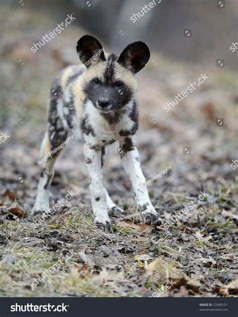 African Painted Wild Dog Lycaon Pictus Pup Stock Photo 72489151