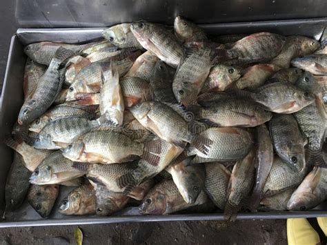 Freshly Caught Fish From Lake Chapala Stock Photo Image Of Market