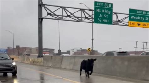 Cow On Us 131
