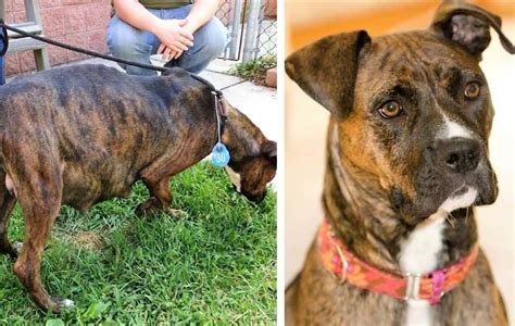 Pregnant Dog Refuses To Give Birth Then The Vet Sees Exactly Why