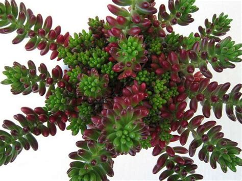 How To Grow And Care For Sedum World Of Succulents Sedum Plants Planting Succulents