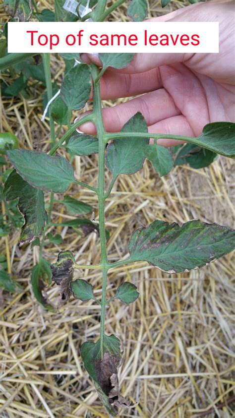 Tomato Plant Has Brown Spots On Leaves
