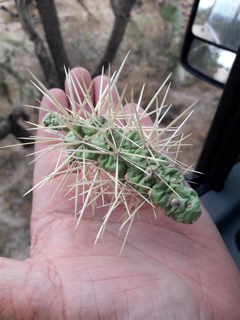 How To Get Cholla Cactus Out Of Skin Like Most Cacti Cholla Have