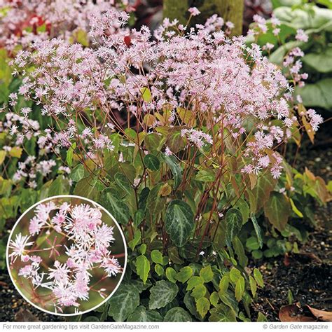 See the list below for some of our suggestions on annuals, perennials, bulbs, fern and grasses to grow in shade. 'Evening Star' meadow rue | Shade loving perennials ...