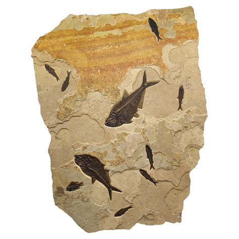 50 Million Year Old Fossil Fish Mural From The Green River Formation