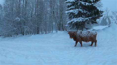 Scottish Highland Cattle In Finland We Had More Snow Again 15th Of
