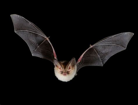Beautiful British Bat Is One In Just 1000 Environment 07 August